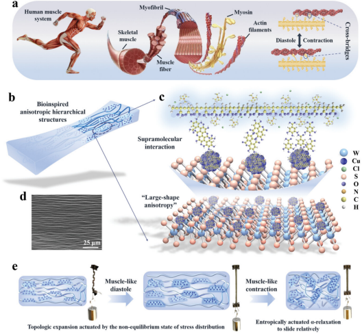 《Advanced Materials》发表航空学院苗应刚合作研究成果-20241225(1)1103.png